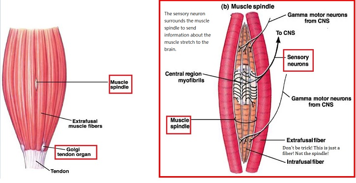 Muscle Spindle